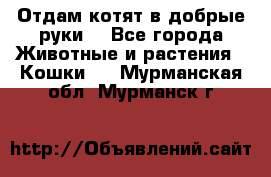 Отдам котят в добрые руки. - Все города Животные и растения » Кошки   . Мурманская обл.,Мурманск г.